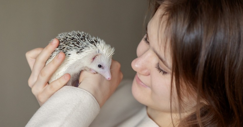 Ask Dr. Jenn: Why is My Hedgehog Losing Spines?